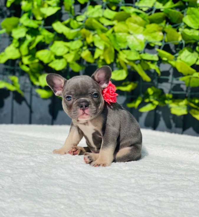 French Bulldog  puppies for sale