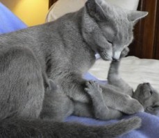 Russian Blue kittens available now