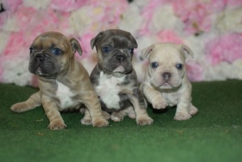 French Bulldog  puppies for sale