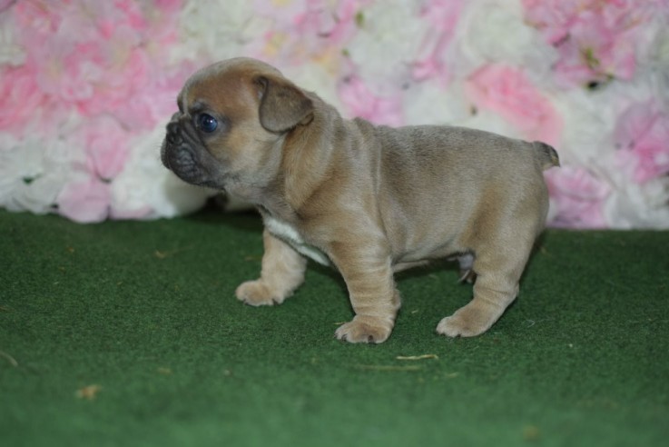 French Bulldog  puppies for sale