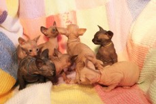 Sphynx Kittens