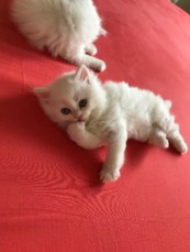 Persian Kittens