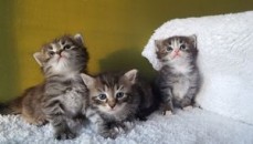 Siberian kittens