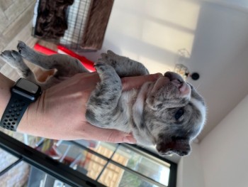 French Bulldog  puppies for sale