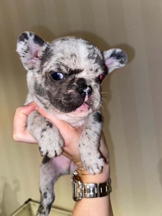 French Bulldog  puppies for sale