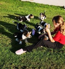 Basset Hound Puppies