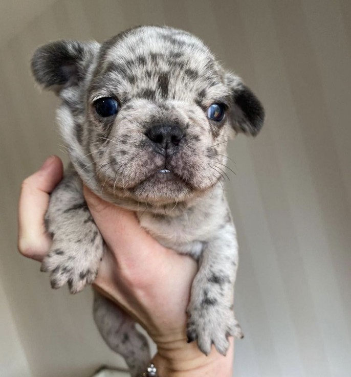 French Bulldog  puppies for sale