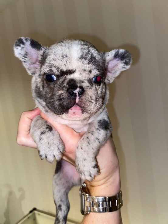 French Bulldog  puppies for sale