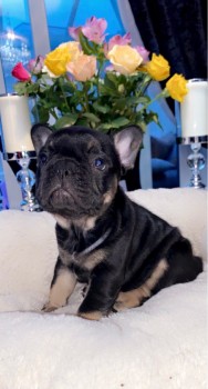 French Bulldog  puppies for sale