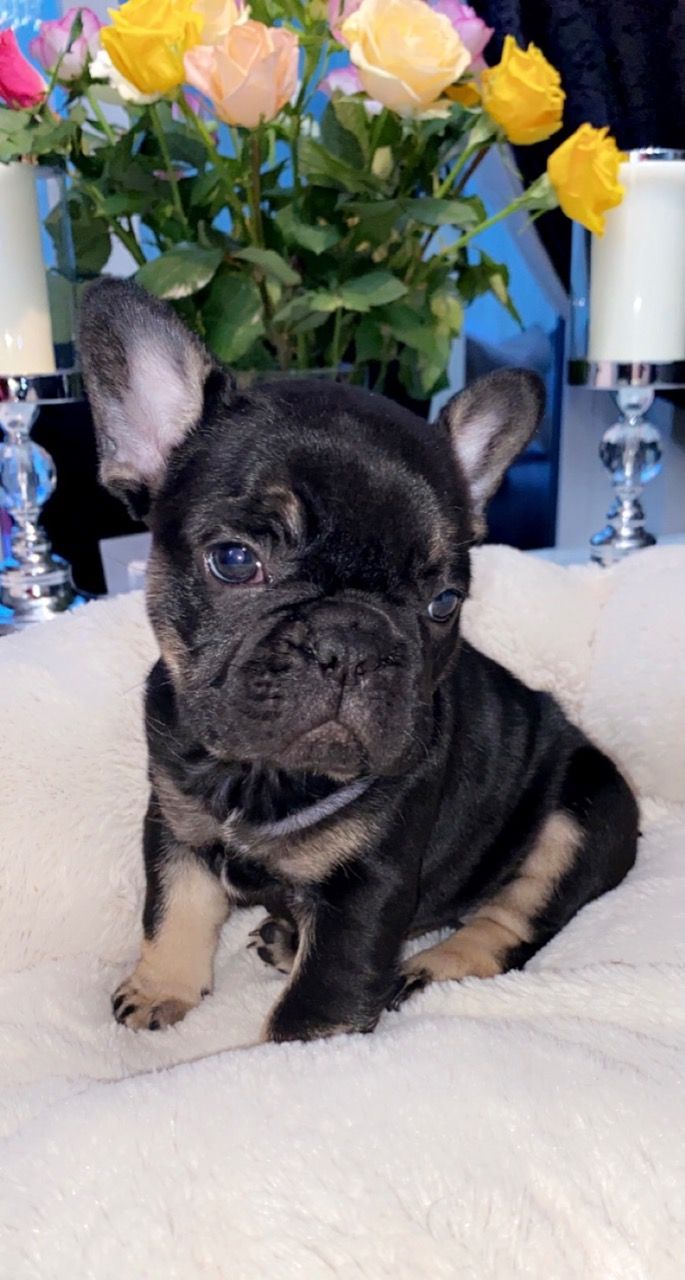 French Bulldog  puppies for sale