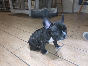 French Bulldog  puppies for sale