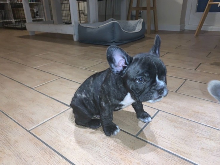 French Bulldog  puppies for sale