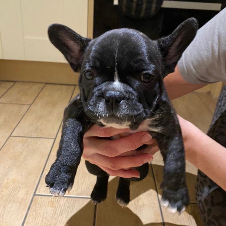 French Bulldog  puppies for sale