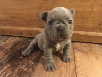 French Bulldog  puppies for sale