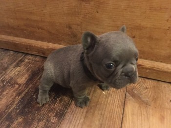 French Bulldog  puppies for sale