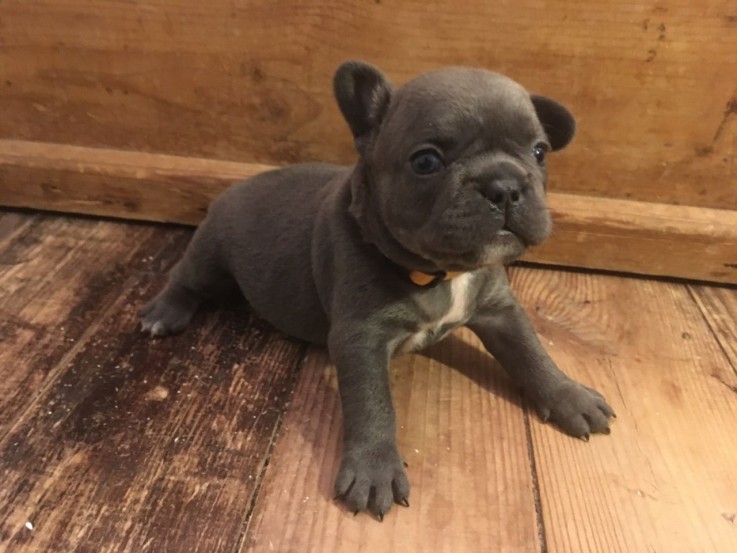 French Bulldog  puppies for sale