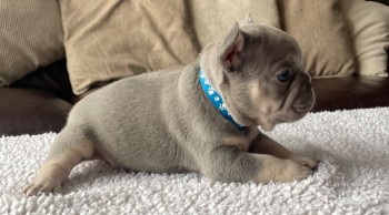 French Bulldog  puppies for sale