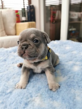 French Bulldog  puppies for sale