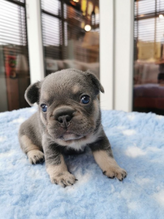 French Bulldog  puppies for sale