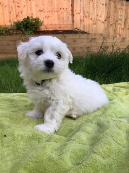 Maltese  puppies for sale