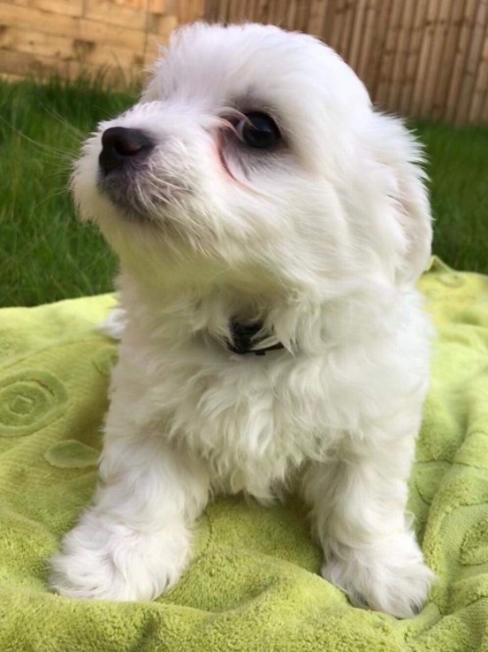 Maltese  puppies for sale