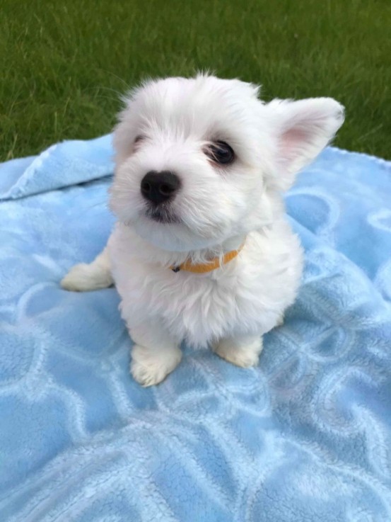 Maltese  puppies for sale