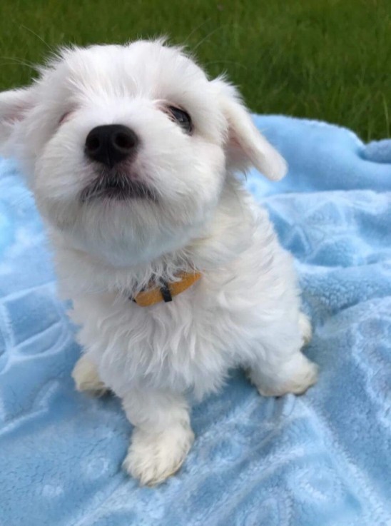 Maltese  puppies for sale