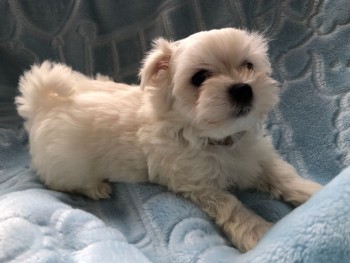 Maltese  puppies for sale