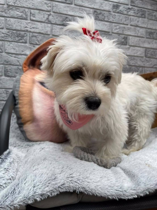 Maltese  puppies for sale