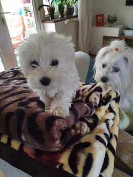 Maltese  puppies for sale