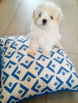 Maltese  puppies for sale