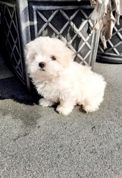 Maltese  puppies for sale