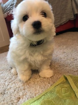 Maltese  puppies for sale