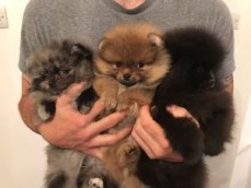 Registered Teacup Pomeranian puppies for