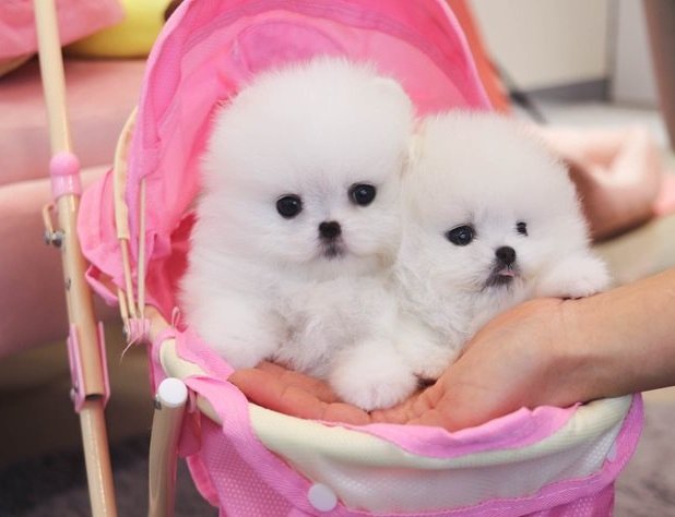 Registered Teacup Pomeranian puppies for