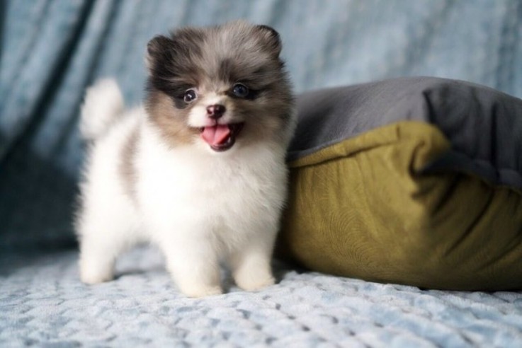 Registered Teacup Pomeranian puppies for