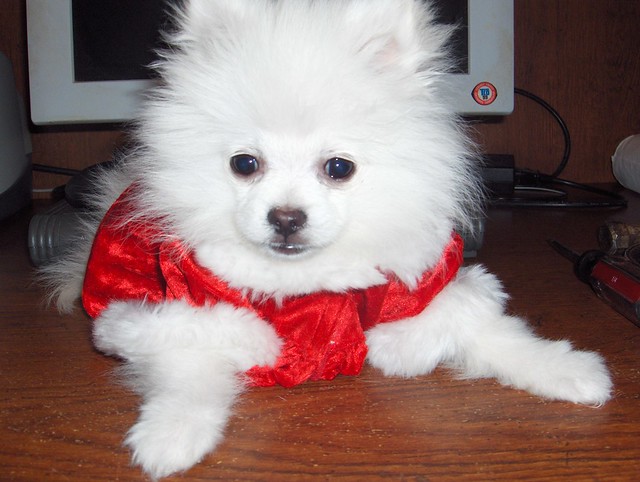 Registered Teacup Pomeranian puppies for