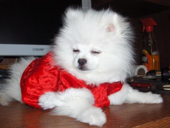 Registered Teacup Pomeranian puppies for