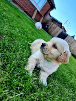 Registered Golden Retriever Puppy for sa