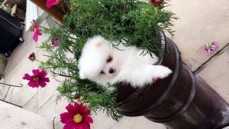 Registered Teacup Pomeranian puppies for