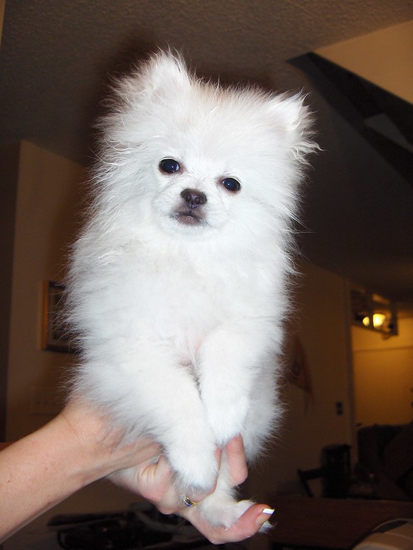 Registered Teacup Pomeranian puppies for