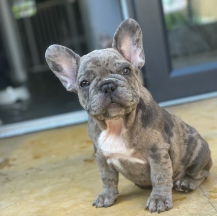 French Bulldog Puppy for sale 