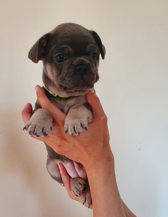 French Bulldog Puppy for sale 