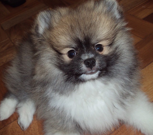 Registered Teacup Pomeranian puppies for