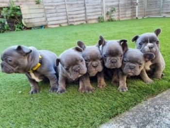 French Bulldog Puppies