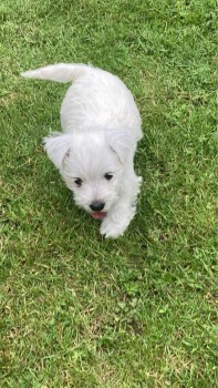 West Highland White Terrier puppy for sa