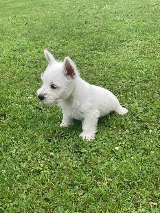 West Highland White Terrier puppy for sa