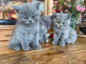 Scottish Fold kitten 