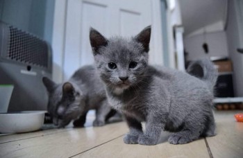 Russian Blue Kittens 