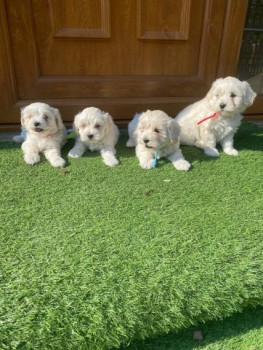 Beautiful Maltipoo Pups